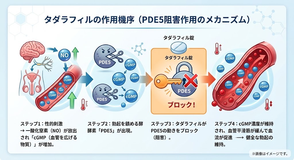 タダラフィルがPDE5酵素の働きを阻害(ブロック)し、血管平滑筋を緩めて血流を改善する作用機序の図解