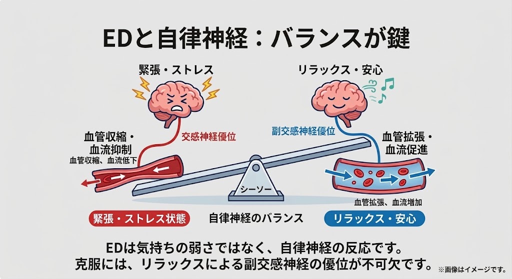 自律神経と勃起のメカニズム図解。緊張やストレスで交感神経が優位になると血管が収縮し血流が抑制される一方、安心・リラックスして副交感神経が優位になると血管が拡張し血流が促進される仕組み