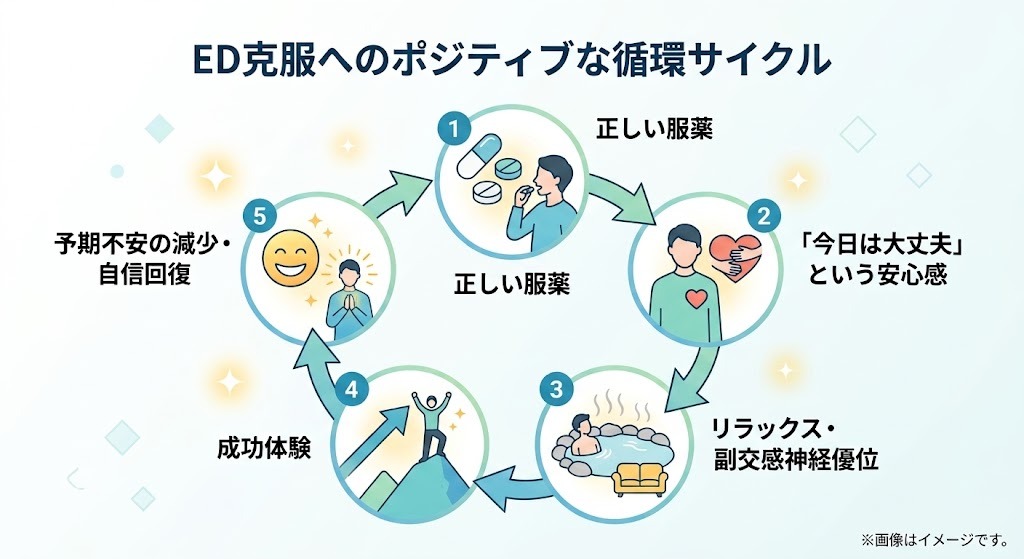 心因性ED克服へのポジティブな循環サイクル図。正しい服薬による安心感が副交感神経を優位にし、成功体験を生むことで予期不安の減少と自信回復に繋がるプロセス