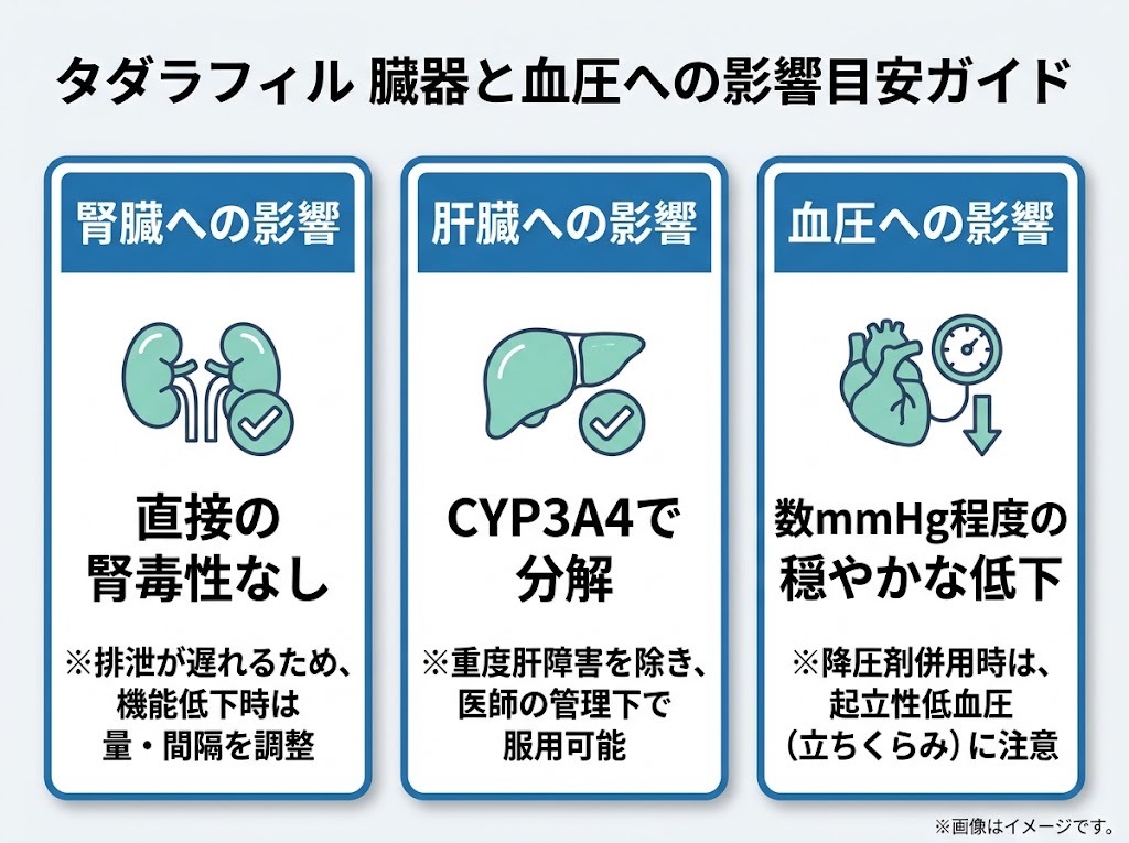 タダラフィルの腎臓・肝臓・血圧への影響と安全に使用するためのポイント目安ガイド
