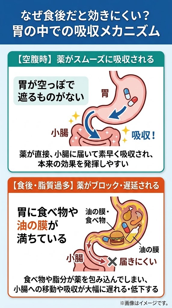 食後や脂質の多い食事がED治療薬（バイアグラ等）の吸収を妨げる胃腸内のメカニズム図解